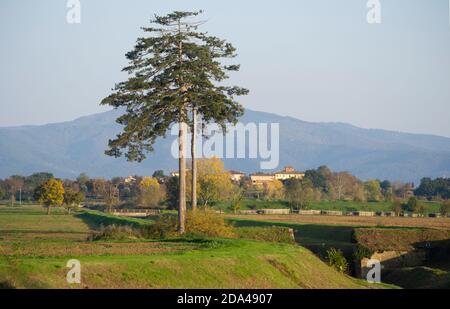 Panoramablick auf die Ebene entlang des Canale della Chiana In der Nähe von Arezzo Stockfoto