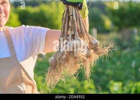 Nahaufnahme Bündel von frischen gegrabenen Knoblauchpflanze in der Hand, Ernte Knoblauch Stockfoto