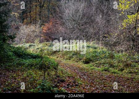 Herbstfarben im Wald, Kratzenburg, Rheinland-Pfalz, Deutschland, Europa Stockfoto