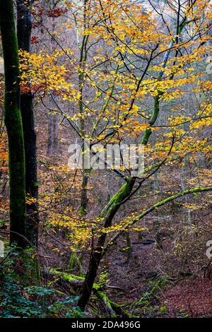 Baum in schönen Herbstfarben Stockfoto