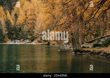 Ruhige Bergsee und Herbst bunte Tannen entlang einer Felsige Küste Stockfoto