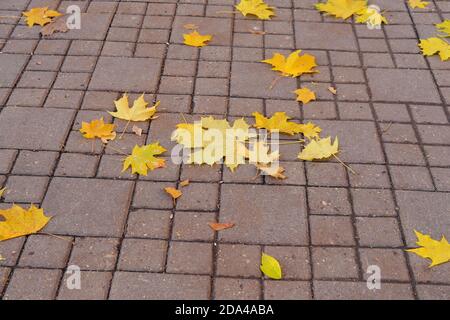 Laubfall.Herbsthintergrund mit gefallenen bunten gelben, goldenen Ahornblättern auf dem braunen Fliesenstein Gehweg. Helles Herbstlaub. Stockfoto