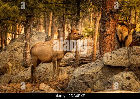 Neugierige Hirsche im Reisig, Rocky Montain National Park, Colorado Stockfoto