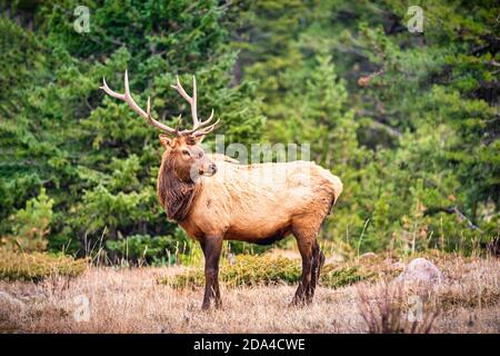 Porträt eines großen Stierelwelks (Cervus canadensis) In den Rocky Mountains Stockfoto