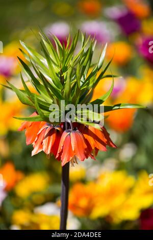 Kaiserkrone, Fritillaria imperialis in der Mitte der Tulpen Stockfoto