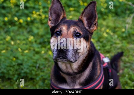 Deutscher Schäferhund bei einem Spaziergang im Wald. Stockfoto