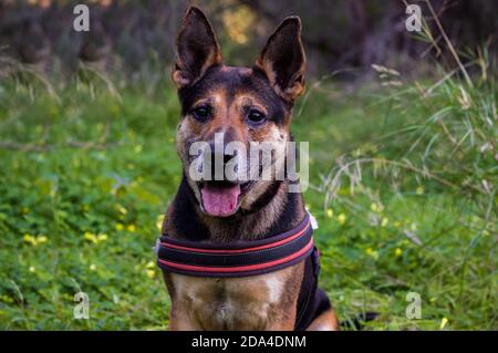 Deutscher Schäferhund bei einem Spaziergang im Wald. Stockfoto