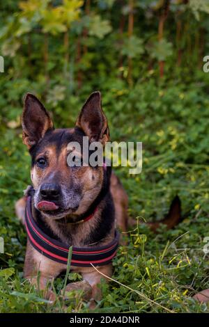 Deutscher Schäferhund bei einem Spaziergang im Wald. Stockfoto