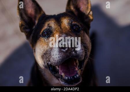 Deutscher Schäferhund wartet auf den Ball in der Tierschutzhütte. Stockfoto