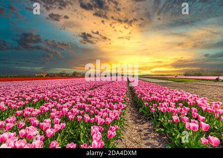 Holländisches Zwiebelfeld mit rosa weißen blühenden Tulpen in der Perspektive Mit warmem gelb-orangefarbenem Sonnenlicht von niedriger Sonne auf dem Horizont, der durch Wolken scheint Stockfoto