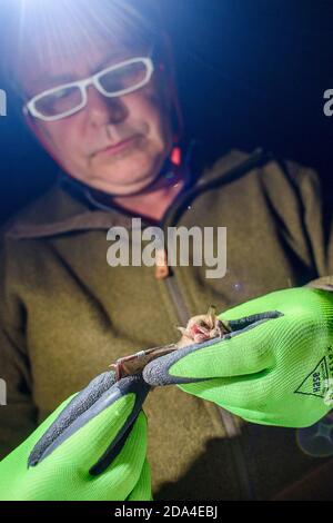 Uftrungen, Deutschland. Oktober 2020. Bernd Ohlendorf vom Landesreferenzzentrum für Fledermausschutz Sachsen-Anhalt prüft die Klammer einer gefransten Fledermaus in der Heimkehle. Fledermäuse bekommen keinen Ring wie Vögel, sondern kleine Klammern. Quelle: Klaus-Dietmar Gabbert/dpa-Zentralbild/ZB/dpa/Alamy Live News Stockfoto