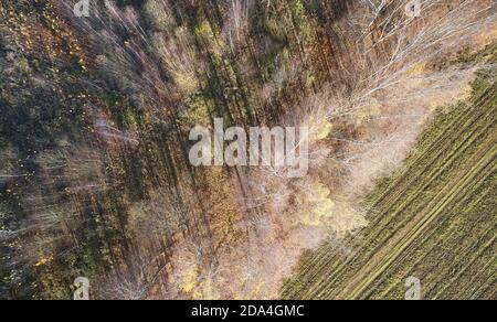 Orange Farbe Herbst Waldlandschaft über der Draufsicht Stockfoto