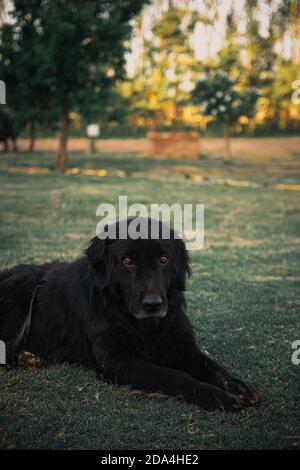 Vertikale Nahaufnahme eines schönen schwarzen Neufundländer Hundes liegend Im Feld Stockfoto