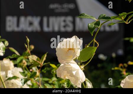 Washington, Usa. November 2020. Am Montag, den 9. November 2020, werden weiße Rosen vor einem Black Lives Matter-Schild auf dem BLM Plaza in Washington, DC gesehen. Joe Biden ist nun Präsident gewählt und bis heute keine Zugeständnisse von Präsident Trump wird in Kürze erwartet. Foto von Ken Cedeno/UPI Kredit: UPI/Alamy Live Nachrichten Stockfoto