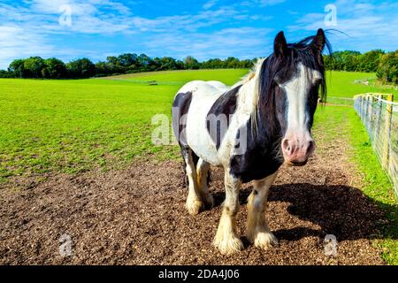 Pferd auf einer grünen Weide in der Landschaft zwischen Baldock und Radwell entlang der C12 Radroute, Hertfordshire, Großbritannien Stockfoto