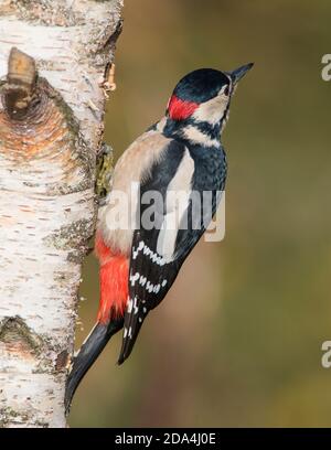 Männlicher Buntspecht (Dendrocopus major) auf einer silbernen Birke. Stockfoto