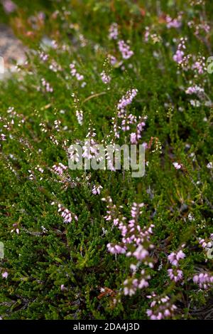 Calluna vulgaris blüht Stockfoto