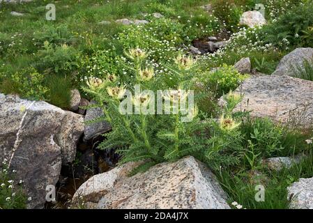 Cirsium spinosissimum blüht Stockfoto