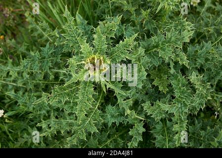 Cirsium spinosissimum blüht Stockfoto