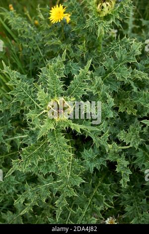 Cirsium spinosissimum blüht Stockfoto
