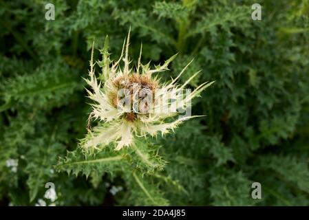 Cirsium spinosissimum blüht Stockfoto