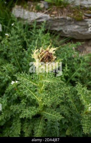 Cirsium spinosissimum blüht Stockfoto