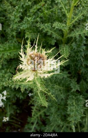 Cirsium spinosissimum blüht Stockfoto