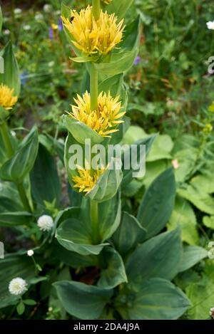 Gentiana lutea Pflanze in Blüte Stockfoto