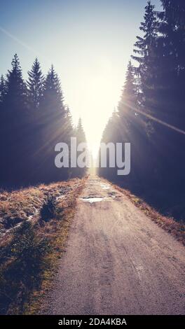 Straße in Izera Gebirge Wald bei Sonnenaufgang, Farbtonung angewendet, Polen. Stockfoto