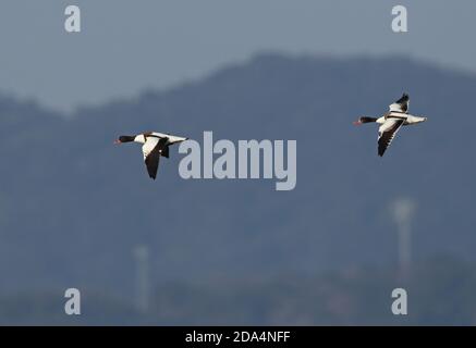 Gewöhnliches Paar Shelduck (Tadorna tadorna) im Flug Yatsushiro, Kyushu, Japan März Stockfoto