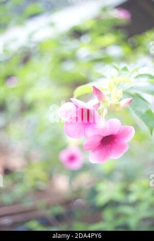 Tropische rosa Blüten auf einem grünen unscharfen Hintergrund. Selektiver Fokus Stockfoto