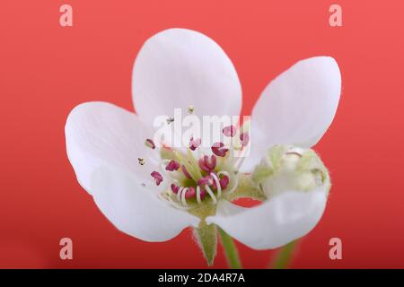 Apfelbaum Blüte auf Zweig im Frühjahr. Schöne blühende Apfelblüte aus nächster Nähe Stockfoto