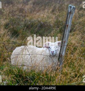 Schafe in einem Feld hinter einem Zaun, Eyja-Og Miklaholtshreppur, Western Region, Island Stockfoto