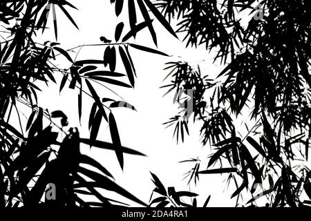 Silhouette von Bambusblättern auf weißem Hintergrund, Bambusblätter Hintergrund. Stockfoto