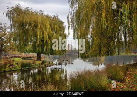 Herbstfarben beginnen sich im November im Bushy Park zu zeigen Stockfoto