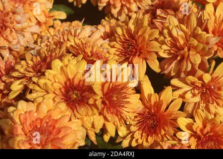 Ein Bündel frischer Chrysanthemen in voller Blüte mit Tau Tropfen Stockfoto