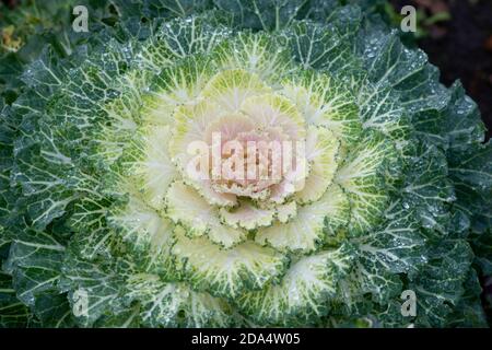 Blühender oder ornamentaler Grünkohl lateinischer Name Brassica oleracea Art mit Tropfen Morgentau. Stockfoto