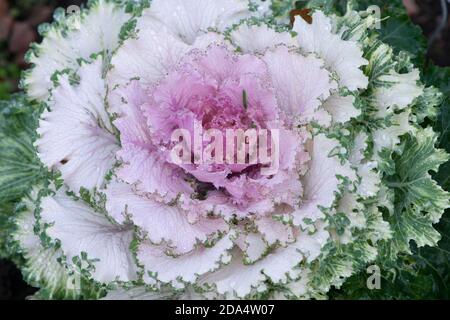 Blühender oder ornamentaler Grünkohl lateinischer Name Brassica oleracea Art mit Tropfen Morgentau. Stockfoto