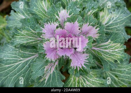 Blühender oder ornamentaler Grünkohl lateinischer Name Brassica oleracea Art mit Tropfen Morgentau. Stockfoto