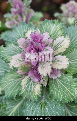 Blühender oder ornamentaler Grünkohl lateinischer Name Brassica oleracea Art mit Tropfen Morgentau. Stockfoto