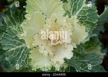 Blühender oder ornamentaler Grünkohl lateinischer Name Brassica oleracea Art mit Tropfen Morgentau. Stockfoto