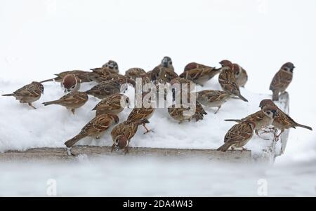 Eurasian Tree Sparrow (Passer montanus) Herde Fütterung auf Vogeltisch im Schneesturm Hokkaido, Japan März Stockfoto