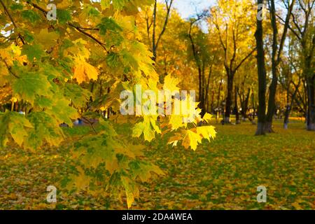 Schöner Herbstbaum bei Sonnenuntergang in einem Park. Fokus auf Vordergrund. Stockfoto