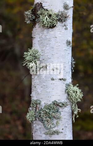 Nahaufnahme einer silbernen Birke, die mit grünem Moos bedeckt ist, vor einem herbstlich gefärbten, unfokussierten Hintergrund Stockfoto