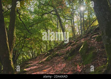 Wald in einem herbstlichen Tag mit Stockfoto