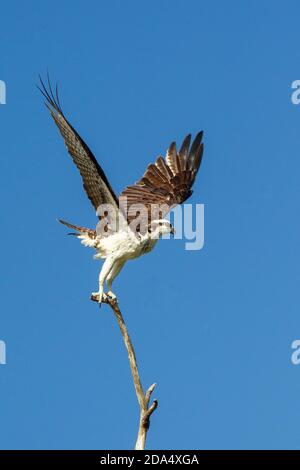 Fischadler in Everglades National Park.Pandion haliaetus Stockfoto