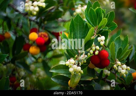 Rote, Orangen und Gelbe Früchte von Erdbeerbaum im Herbst (oktober) mit seitlichem späten Nachmittag Licht. Stockfoto