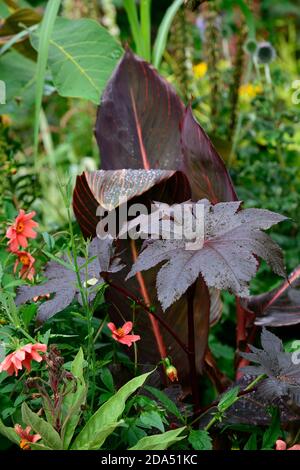 Canna tropicanna, Ricinus, Dahlien, gemischte Pflanzen, Blätter, Laub, dunkel, Farbschema, Bronzeblätter, RM Floral Stockfoto