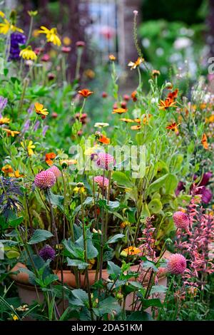 Dahlia Burlesca, Agastache Kudos Mandarin, Dahlien, Orange, Koralle, Koralle rosa, Blume, Blumen, Blüte, mehrjährige, Stauden, Garten, RM Floral Stockfoto