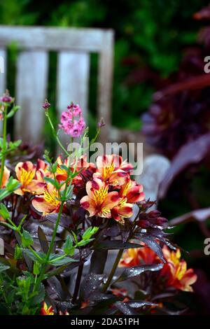 Alstroemeria Indian Summer, peruanische Lily, Kupfer, Orange, Gelb, Blume, Blumen, Blüte, Stauden, Schnittblumen, RM Floral Stockfoto